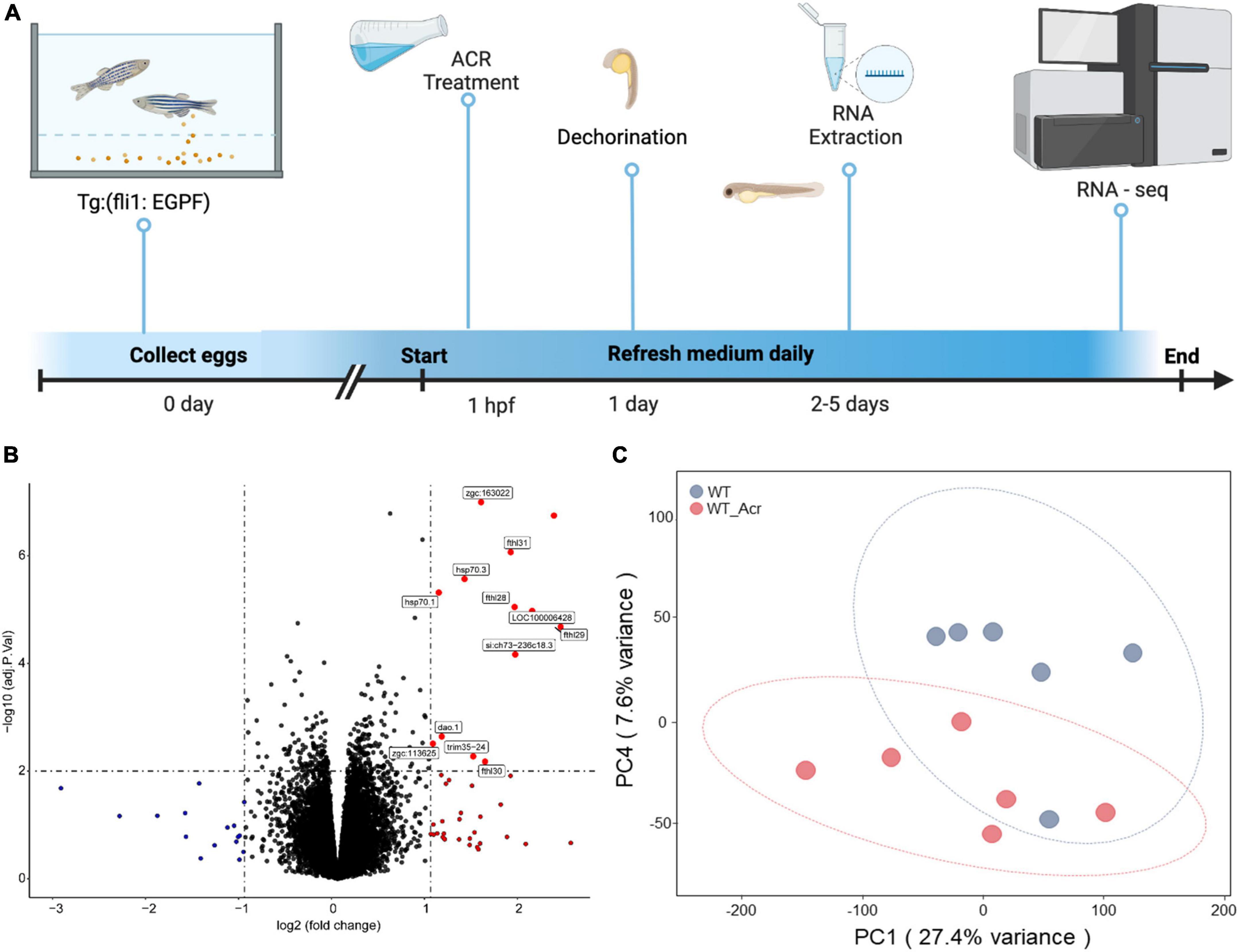 Acrolein-inducing ferroptosis contributes to impaired peripheral neurogenesis in zebrafish